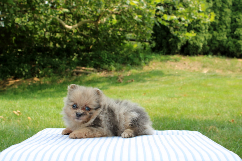 puppy, for, sale, Pomeranian, Matthew B. Stoltzfus, dog, breeder, Gap, PA, dog-breeder, puppy-for-sale, forsale, nearby, find, puppyfind, locator, puppylocator, aca